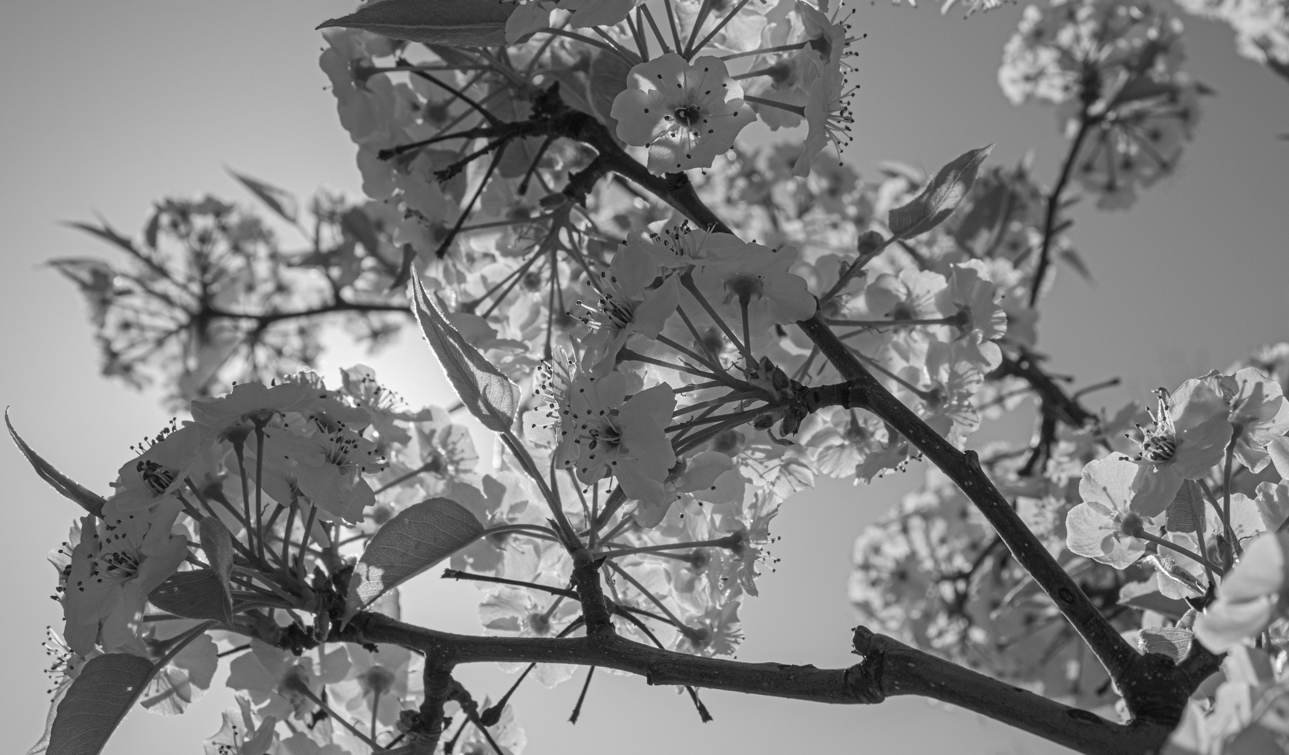 First Bloom in Black&White